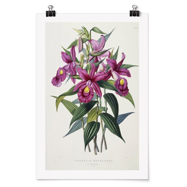Poster - Maxim Gauci - Orchid I - Verticale 3:2