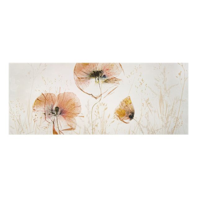 Paraschizzi in vetro - Papaveri secchi con erbe delicate - Panorama 5:2