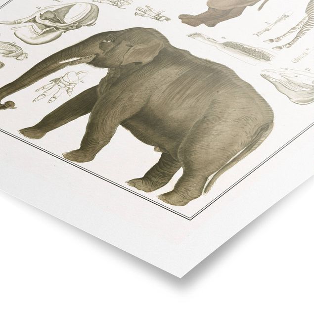 Poster - Vintage Consiglio elefanti, zebre e Rhino - Verticale 4:3