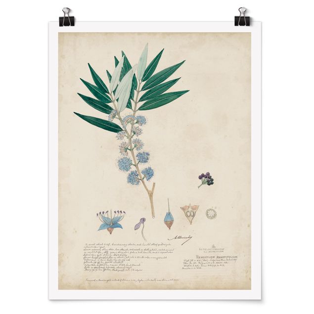 Poster - Melastomataceae - Angustifolium - Verticale 4:3