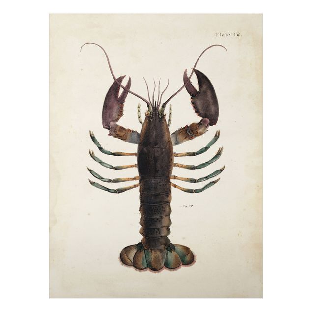 Stampa su alluminio spazzolato - Vintage Illustrazione Lobster - Verticale 4:3