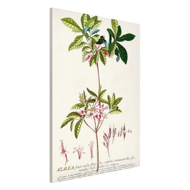 Lavagna magnetica per ufficio Illustrazione botanica vintage Azalea