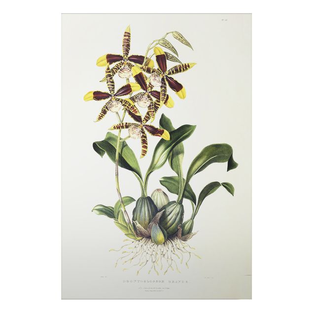 Stampa su alluminio spazzolato - Maxim Gauci - orchidea II - Verticale 3:2