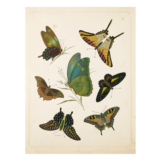 Stampa su Forex - Illustrazione Vintage farfalle esotiche - Verticale 4:3