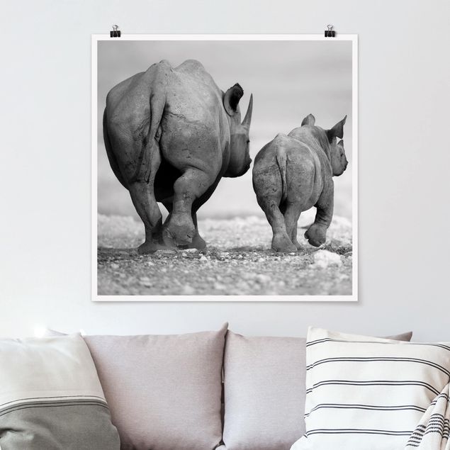 Poster - Wandering Rhinos II - Quadrato 1:1