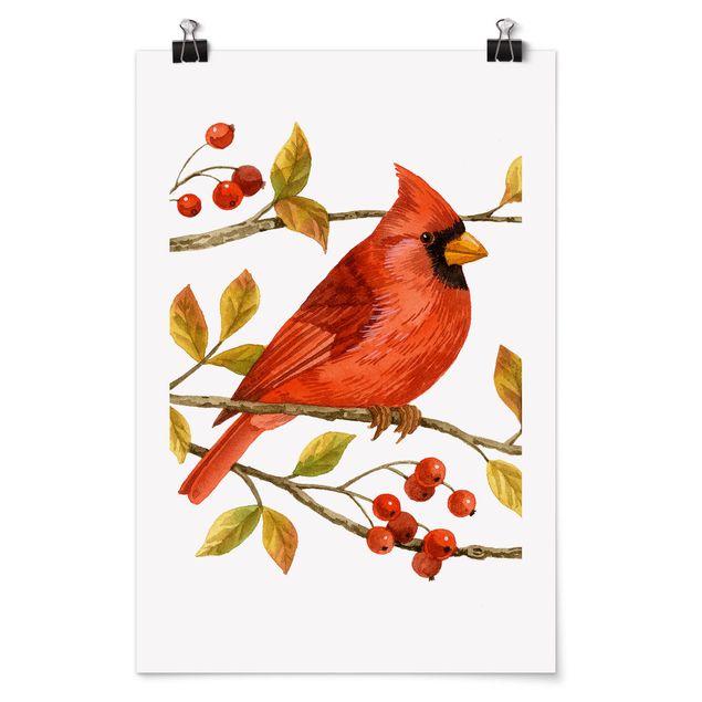 Poster - Uccelli e Bacche - Northern Cardinal - Verticale 3:2