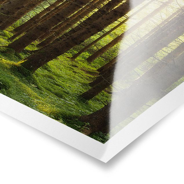 Poster - Raggi di Sun nel verde della foresta - Panorama formato orizzontale