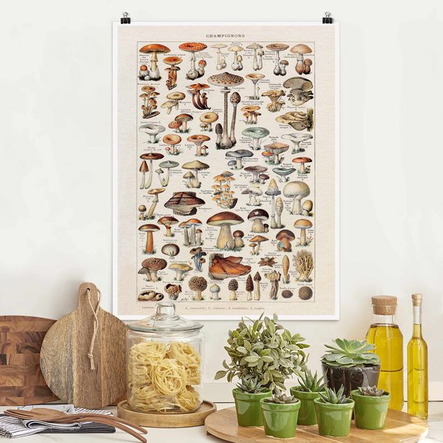 Poster illustrazioni Bacheca Vintage Funghi