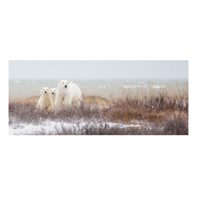 Quadro in forex - Orso polare e suoi cuccioli - Panoramico