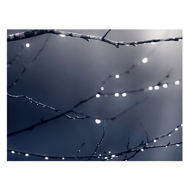 Lavagna magnetica - Gocce di luce su ramo di betulla