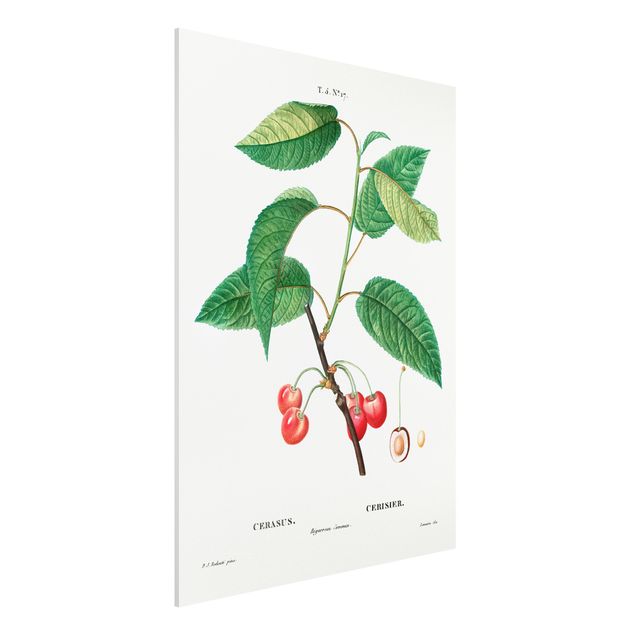 Stampa su Forex - Illustrazione botanica rosso dell'annata Ciliegie - Verticale 4:3