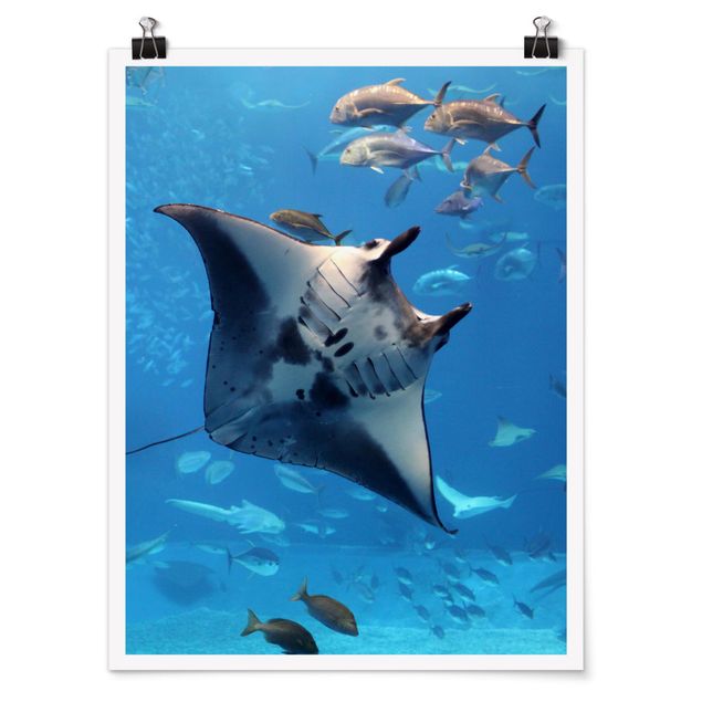 Poster - Manta Ray - Verticale 4:3