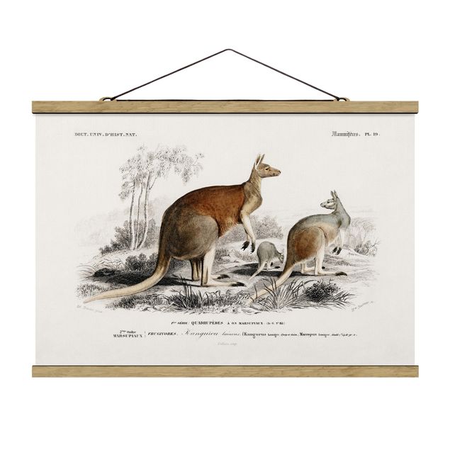 Foto su tessuto da parete con bastone - bordo Vintage Kangaroo - Orizzontale 2:3