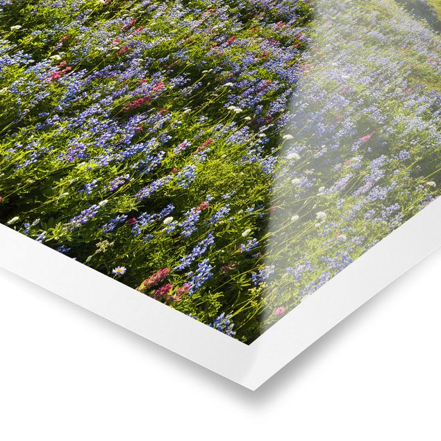 Poster natura & paesaggio - Prato di montagna con fiori rossi davanti al Monte Rainier