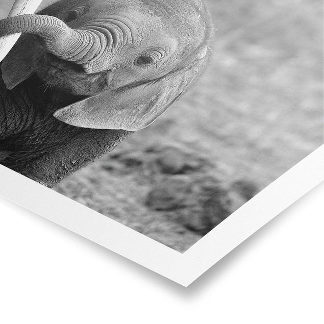 Poster - baby Elephant - Orizzontale 2:3
