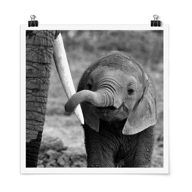 Poster - baby Elephant - Quadrato 1:1