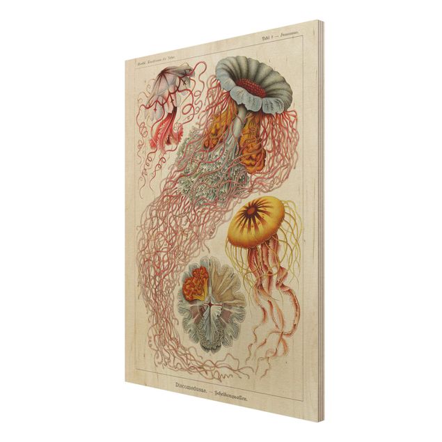 Stampa su legno - Vintage Consiglio Jellyfish - Verticale 4:3