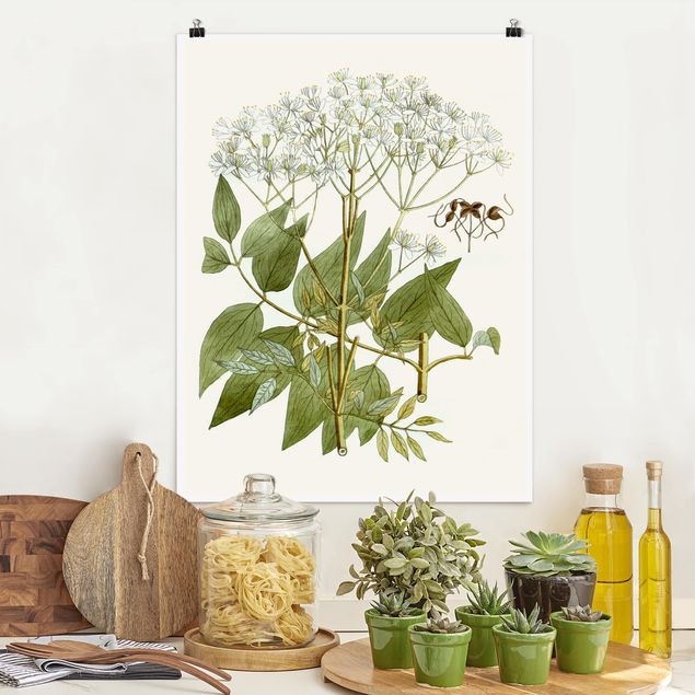 Poster illustrazioni Bacheca con erbe selvatiche V