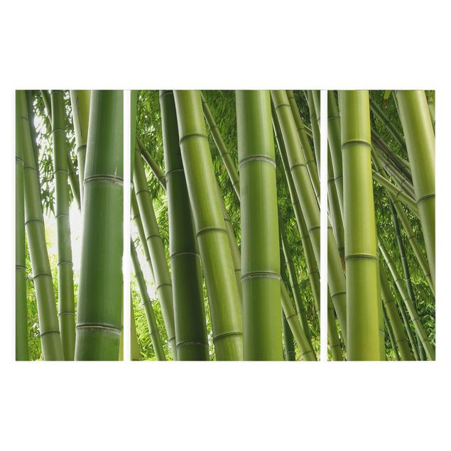 Quadri su tela Alberi di bambù