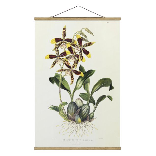 Foto su tessuto da parete con bastone - Maxim Gauci - orchidea II - Verticale 3:2