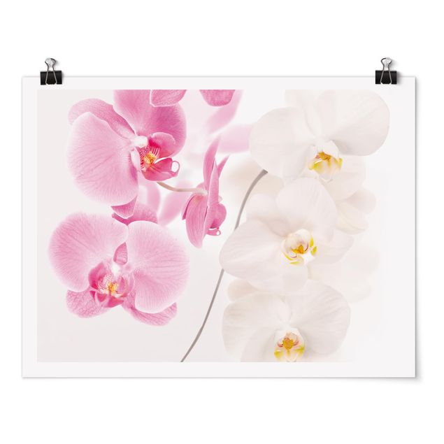 Poster - delicate orchidee - Orizzontale 3:4