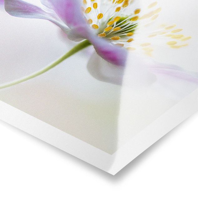Poster - Windflower In White - Quadrato 1:1