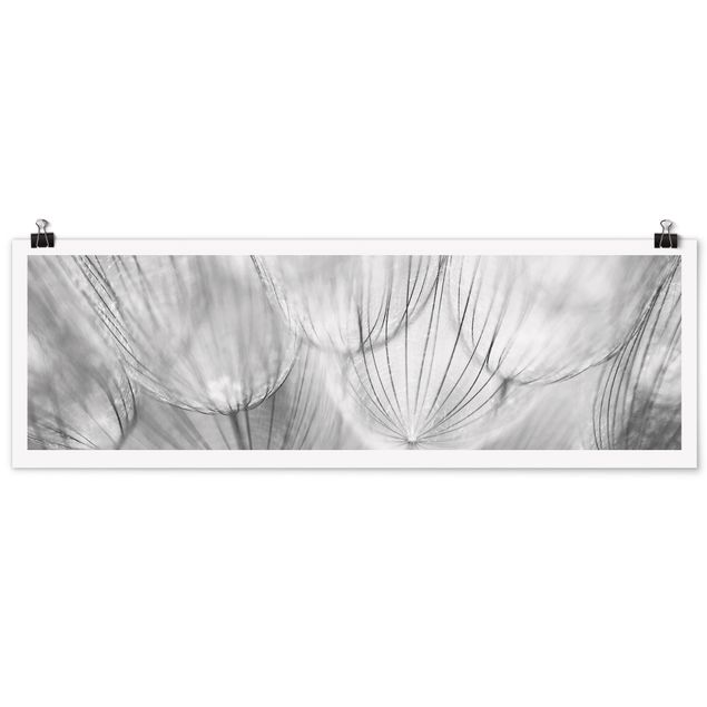 Poster - Denti di leone Macro Colpo in bianco e nero - Panorama formato orizzontale