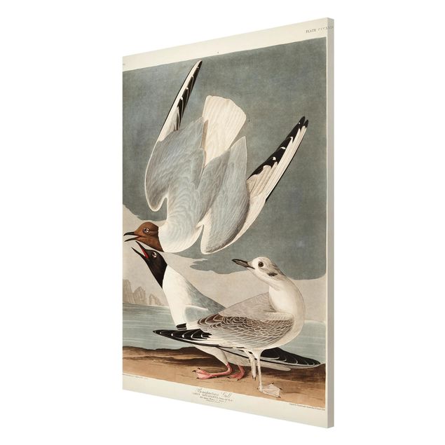 Lavagna magnetica - Vintage Consiglio Bonaparte Gull - Formato verticale 2:3