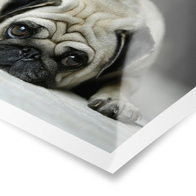 Poster - Pug Loves You - Orizzontale 3:4
