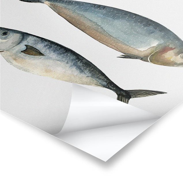 Poster - Quattro pesci in acqua di colore II - Verticale 3:2