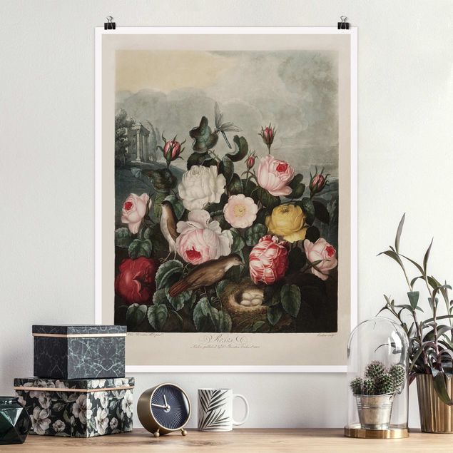 Poster illustrazioni Illustrazione botanica vintage di rose
