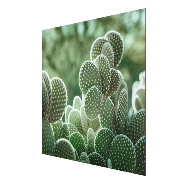 Stampa su alluminio - Cactus