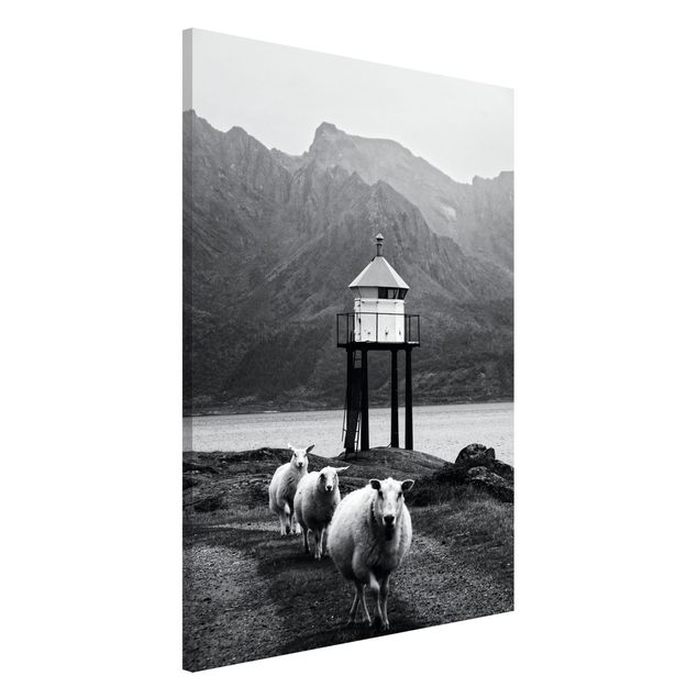 quadri con animali Tre pecore alle Lofoten
