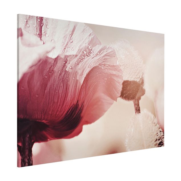 Lavagna magnetica per ufficio Fiore di papavero rosa pallido con gocce d'acqua