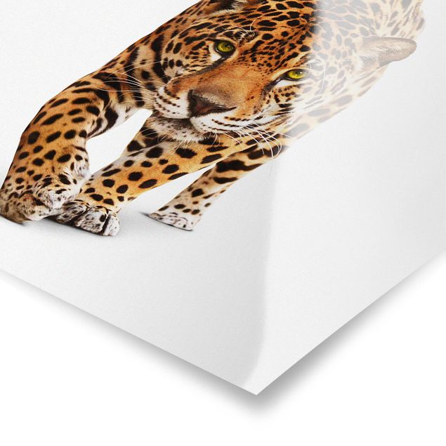 Poster - Creeping Jaguar - Quadrato 1:1