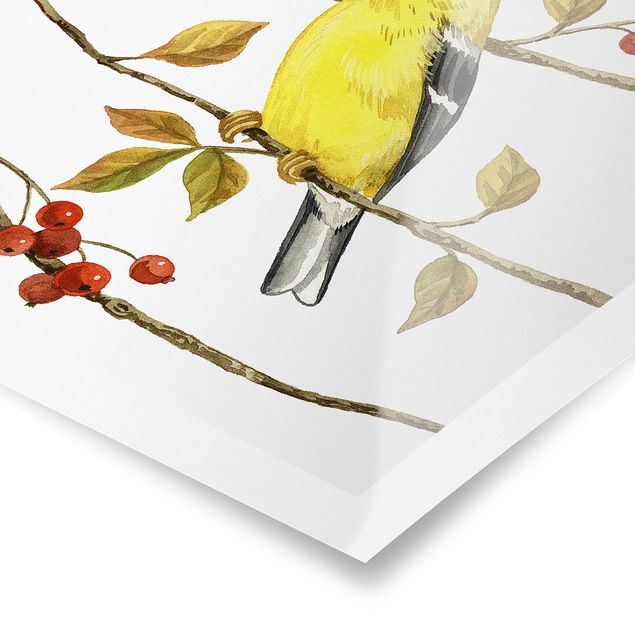 Poster - Uccelli e Bacche - American Goldfinch - Quadrato 1:1