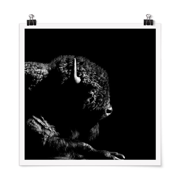 Poster - Bison In The Dark - Quadrato 1:1