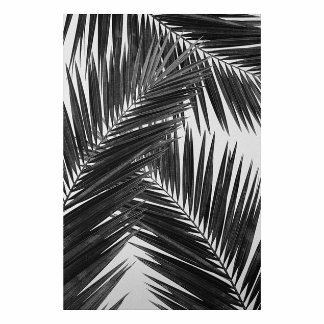 Stampa su alluminio - Scorcio tra foglie di palme in bianco e nero