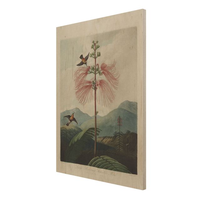Stampa su legno - illustrazione d'epoca Botanica Fiore e colibrì - Verticale 4:3