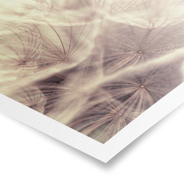 Poster - Dettagliata Dandelion Macro Shot con sfocatura effetto vintage - Quadrato 1:1