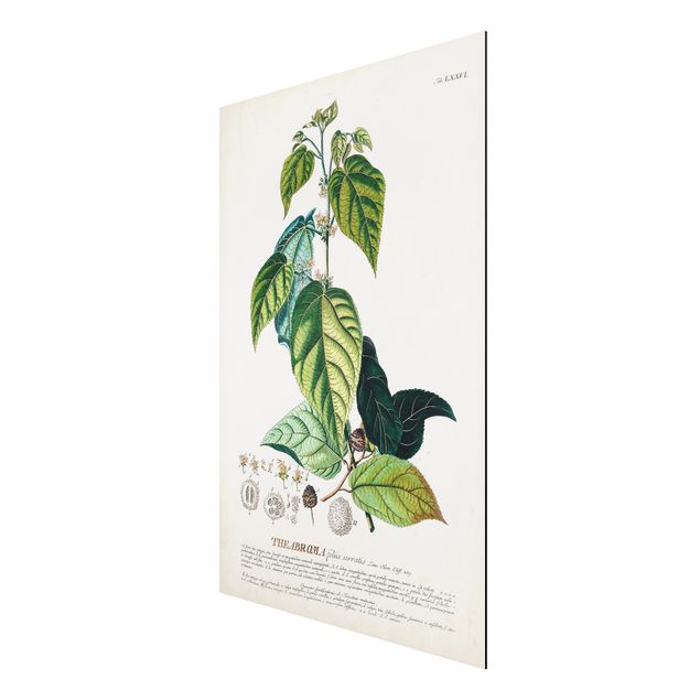 Stampa su alluminio spazzolato - Vintage botanica cacao - Verticale 3:2