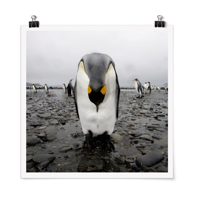 Poster - pinguino - Quadrato 1:1