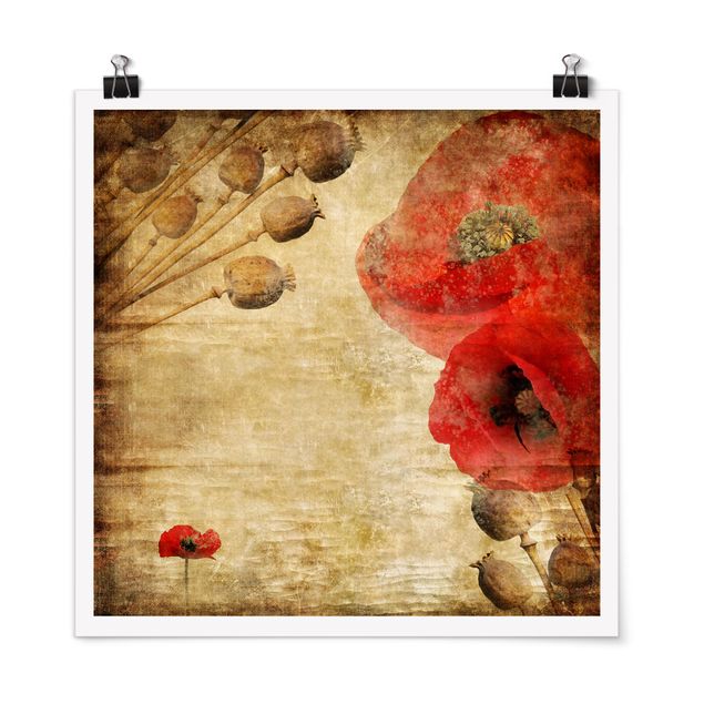 Poster - Poppy Flower - Quadrato 1:1