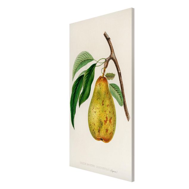 Lavagna magnetica - Botanica illustrazione d'epoca Yellow Pear - Formato verticale 4:3