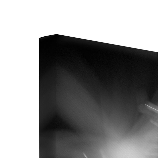 Stampa su tela 3 parti - Moving Dandelions Close Up On Black Background - Trittico da galleria