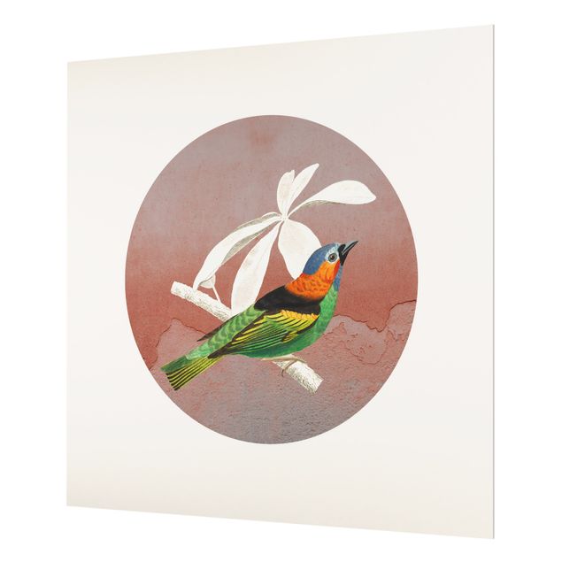 Paraschizzi in vetro - Collage di uccellini in cerchio II - Quadrato 1:1