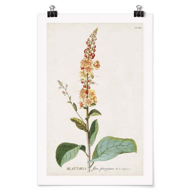 Poster - Vintage botanica Verbasco - Verticale 3:2