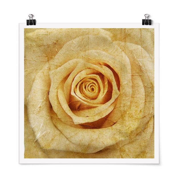 Poster - Vintage Rose - Quadrato 1:1