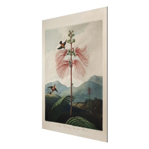 Stampa su alluminio spazzolato - illustrazione d'epoca Botanica Fiore e colibrì - Verticale 4:3