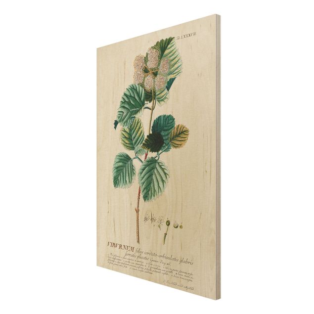 Stampa su legno - Vintage botanica Snowball - Verticale 3:2